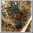 Oiceoptoma thoracica - Rothalsige Silphe 03 13mm.jpg